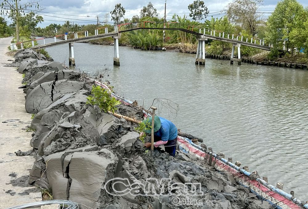 Người dân xã Tân Hưng, huyện Cái Nước, chủ động kè phòng, chống sạt lở.