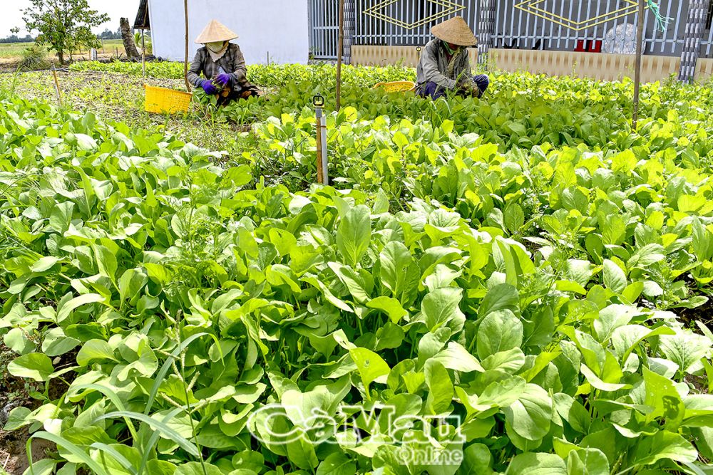 Mô hình trồng rau an toàn, áp dụng hệ thống tưới nhỏ giọt được nông dân xã Trí Lực, huyện Thới Bình áp dụng hiệu quả, nâng cao thu nhập.