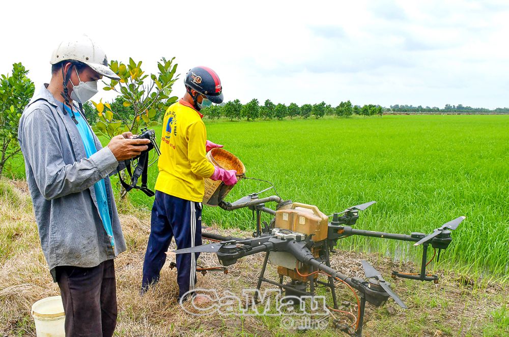 Nông dân huyện Trần Văn Thời đưa khoa học - kỹ thuật vào sản xuất nông nghiệp, mang lại hiệu quả kinh tế cao.