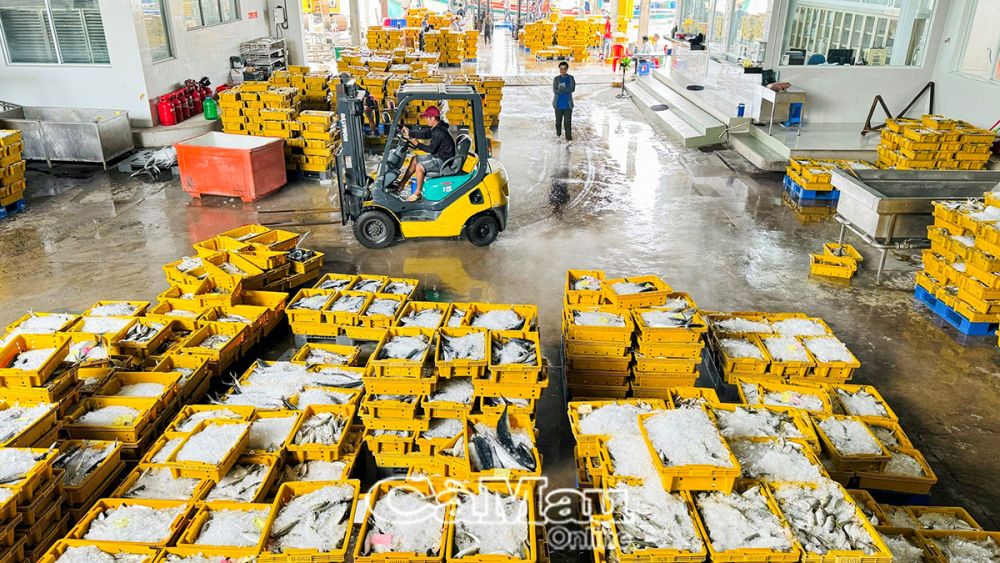 Tỉnh hiện đã cấp 14 giấy xác nhận nguồn gốc sản phẩm thuỷ sản khai thác với khối lượng 239 tấn, luỹ kế 26 giấy xác nhận/494 tấn; không có hồ sơ sai sót phải xác minh, giải trình.