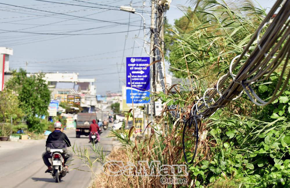 Dù đã được bó lại nhưng tuyến cáp quang thòng xuống quá thấp, nguy cơ bị ảnh hưởng khi cỏ khô bị cháy, nguy hiểm khi người dân có nhu cầu sử dụng đất phía dưới... (Ảnh chụp trên tuyến Huỳnh Thúc Kháng, Phường 7).