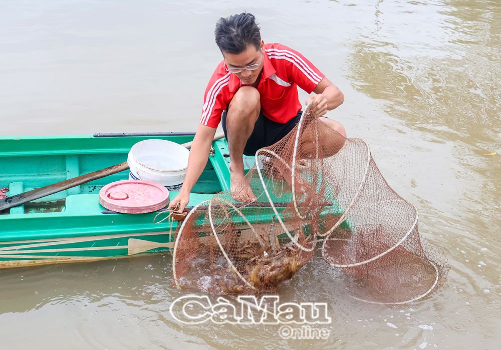 Nhờ áp dụng khoa học - kỹ thuật vào sản xuất, tuân thủ khuyến cáo của ngành chuyên môn nên từ năm 2024 đến nay, vuông tôm của gia đình ông Trần Văn Nguyên không xảy ra dịch bệnh.  