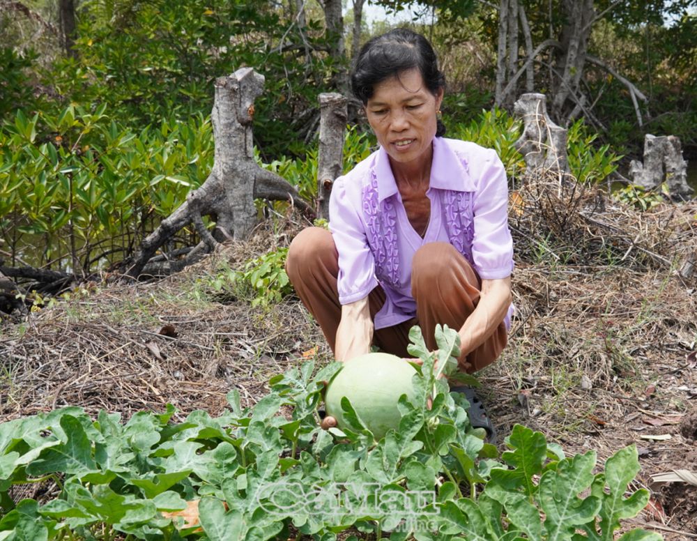 Mô hình trồng trọt theo mùa, tận dụng đất trống canh tác hiệu quả tại xã Tân Ðức, huyện Ðầm Dơi, mang lại lợi ích kinh tế thiết thực cho người dân.