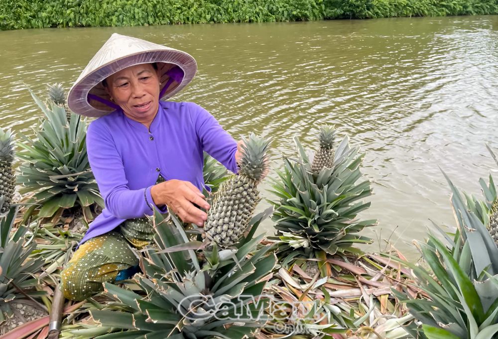 Tận dụng đất trồng trên bờ vuông bà Nguyễn Thị Thu phát triển mô hình trồng khóm.