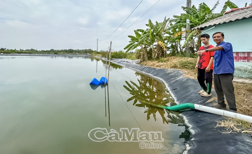 Ngày hai buổi sáng - chiều, lão nông Tám Thật lại vòng quanh đầm tôm, kiểm tra từng ao tôm, kịp thời điều chỉnh, xử lý, để tôm phát triển tốt nhất.