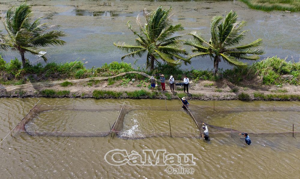 Cá kèo sau khi thu hoạch được vèo trong lưới mành.