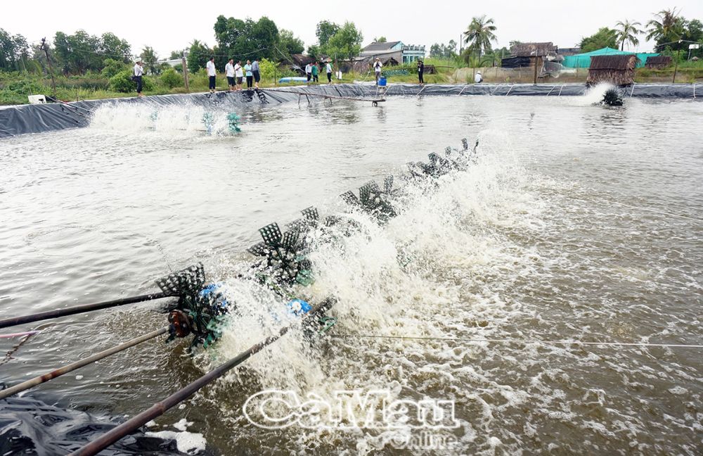 Nuôi tôm thâm canh, tôm 2 giai đoạn vẫn là trụ cột của nền kinh tế tỉnh.