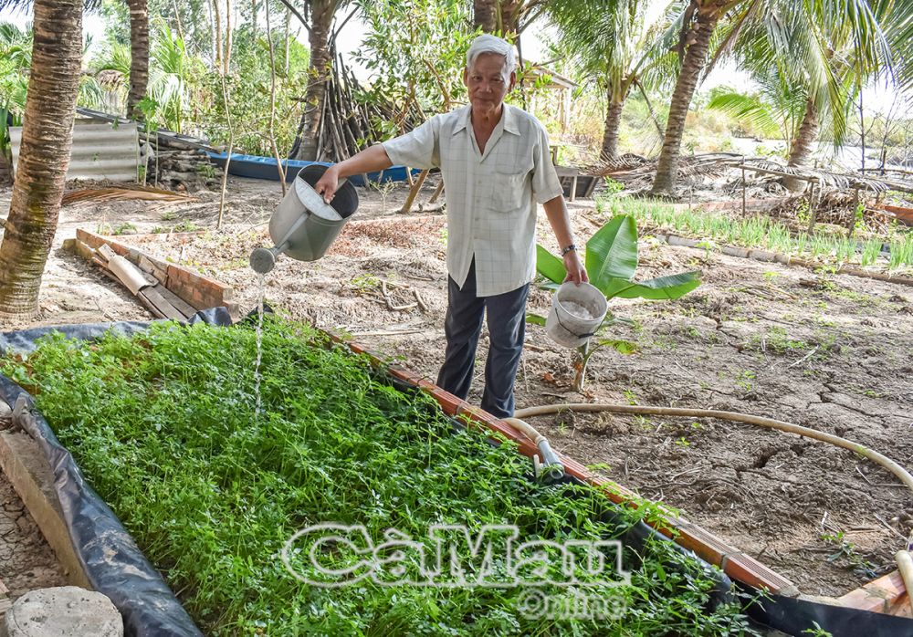 Hộ ông Nguyễn Thanh Quan sử dụng rác hữu cơ làm phân bón cho hoa màu, cây ăn trái, có nguồn thực phẩm cải thiện bữa ăn gia đình.