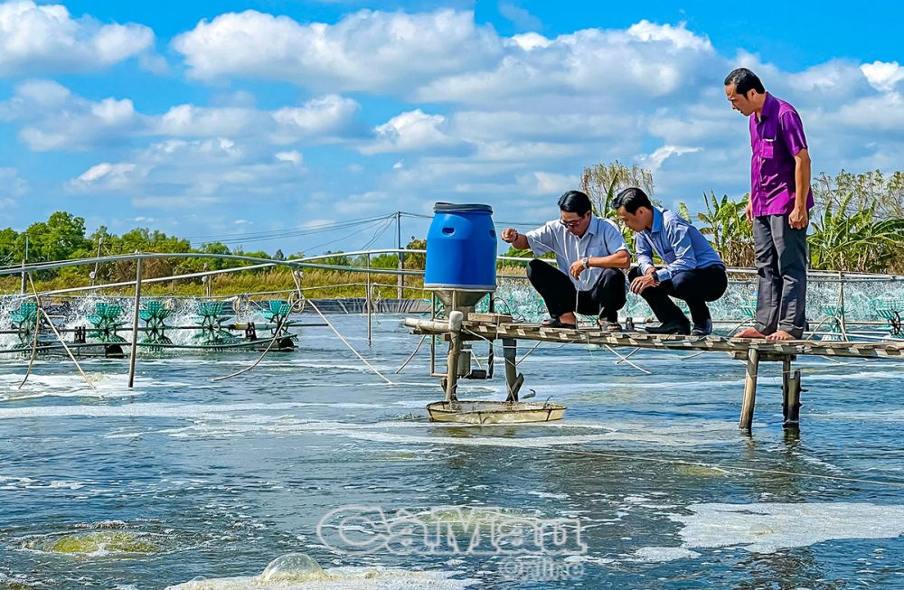 Xã Định Bình hiện có 33 hộ phát triển mô hình nuôi tôm siêu thâm canh, mang lại hiệu quả kinh tế cao.