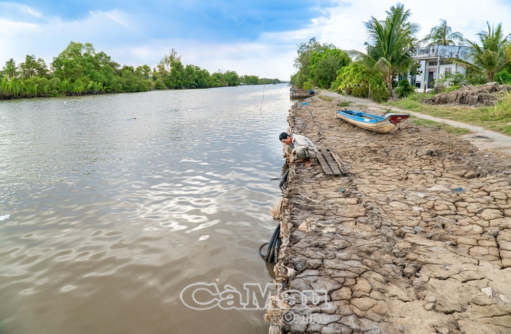 Ông Châu Văn Cựa, ấp Ông Muộn, xã Lý Văn Lâm, cho biết: “Bờ kè tạm này chỉ có thể trụ được hơn 1 năm”.