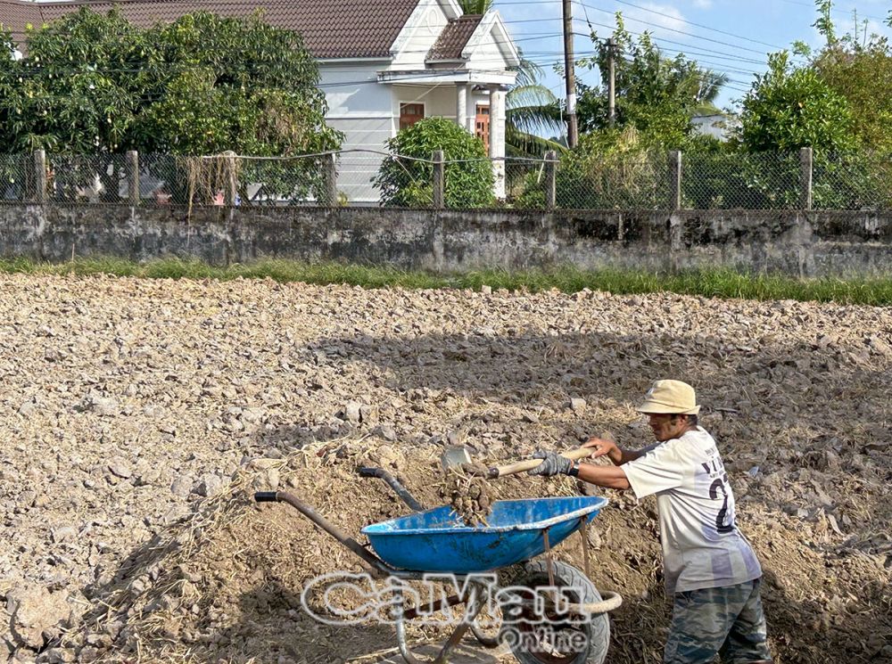 Người dân vùng ngọt hoá huyện Trần Văn Thời triển khai nhiều giải pháp bảo vệ sản xuất trước tác động thiên tai.