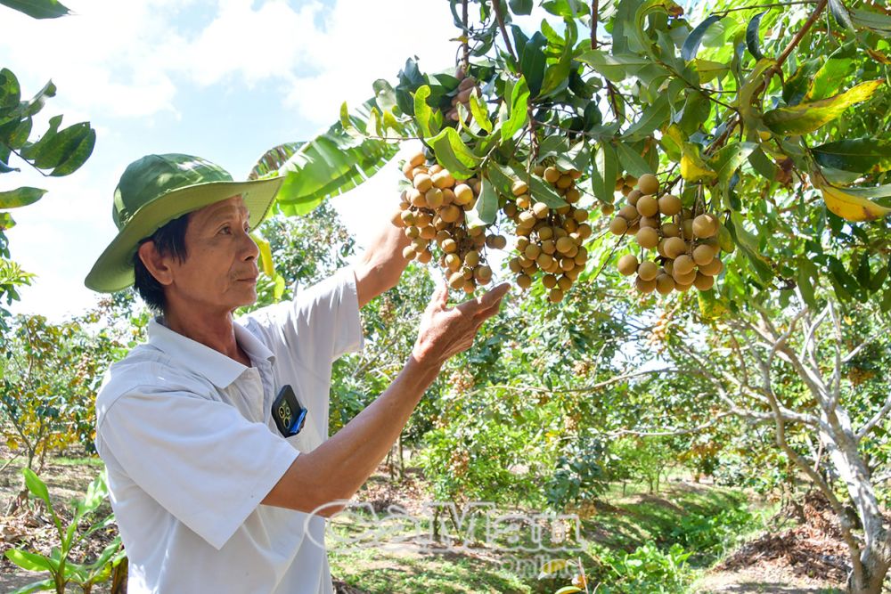 Vườn cây trĩu quả giúp gia đình ông Trịnh Minh Giải, ấp Tân Quy 2, xã An Phú Tân khấm khá.