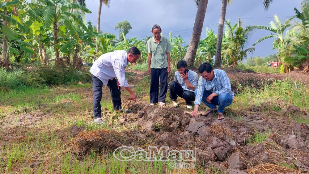 Hiện tại, nông dân Ấp 7, xã Khánh Bình Ðông thường xuyên theo dõi độ cứng của đất, nếu đủ điều kiện sẽ cho máy vào cày ngay.