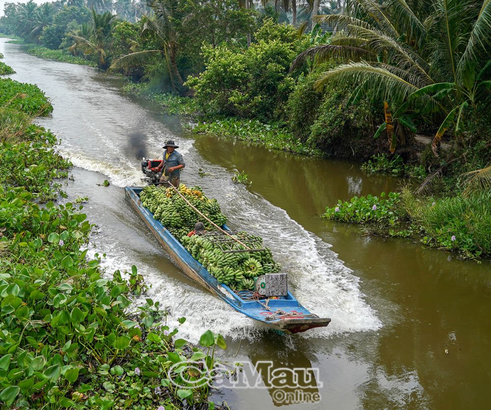 Hằng ngày các thương lái đến tận Kinh Ngang, quê hương bác Ba Phi, để thu mua chuối.