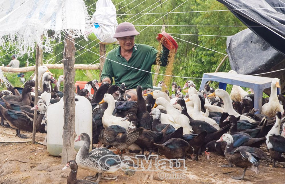 Anh Nguyễn Văn Lợi, ấp Tân Phong A, được hỗ trợ 800 con vịt, gà để phát triển chăn nuôi.