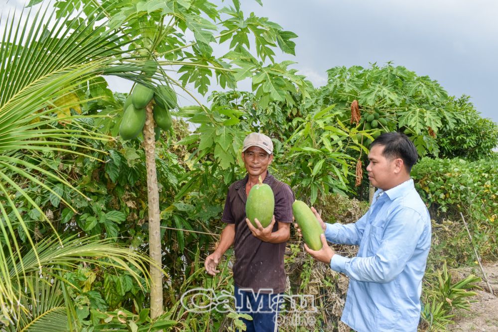 Nhiều người dân trong xã tận dụng đất quanh nhà trồng hoa màu, cây ăn trái, mang lại hiệu quả kinh tế cao.