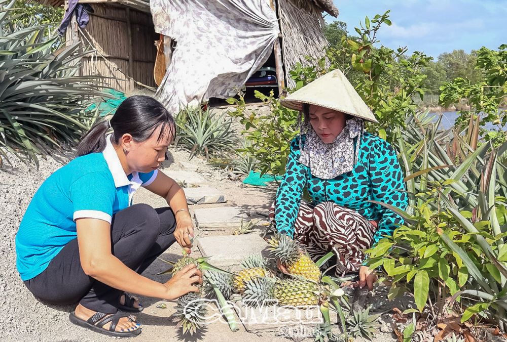 Do hạn kéo dài nên đến giữa tháng 2 âm lịch, chị Ðào Mộng Thảo mới thu hoạch hết khóm của năm 2024.