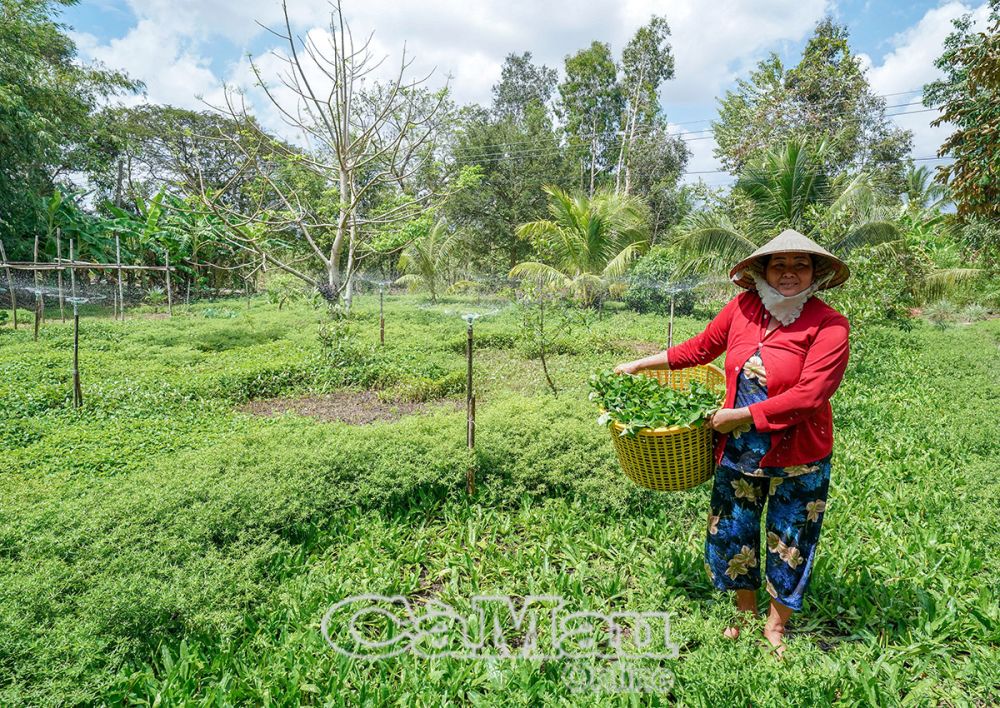 Bà Cao Thị Hiền tận dụng nguồn nước kênh mương, hệ thống tưới tiết kiệm để trồng màu, thu hoạch bán được hơn 500 ngàn đồng/ngày.