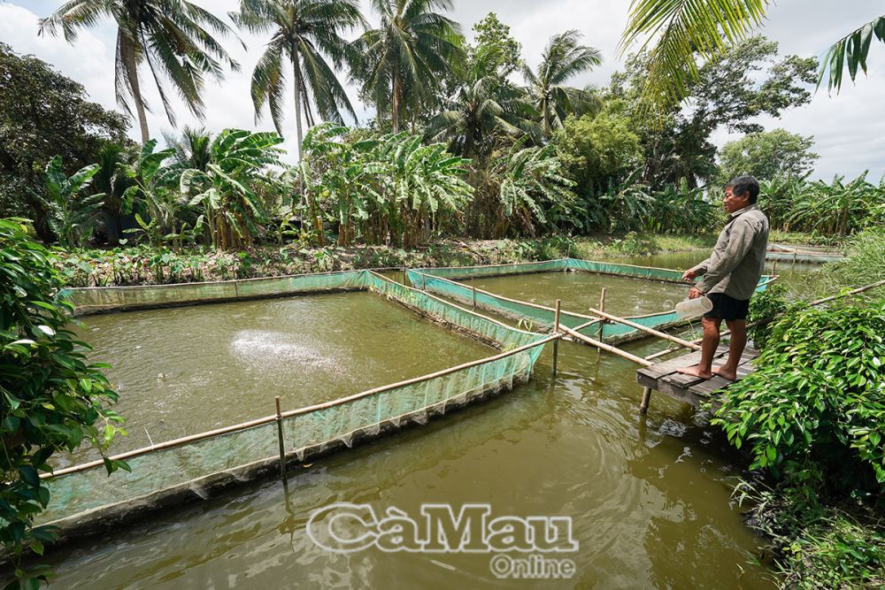 Gia đình ông Thi Văn Bình dự trữ nguồn nước trong 5 ao nuôi cá bổi sau khi thu hoạch để nuôi cá rô trái vụ, hứa hẹn sẽ thu lãi cao.