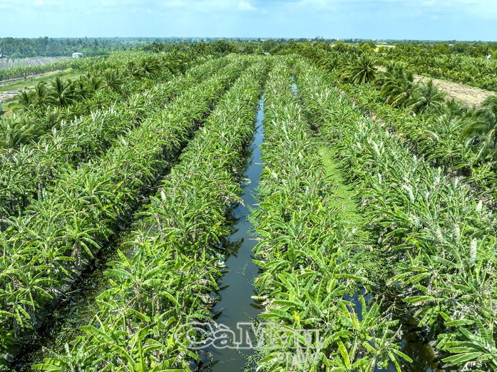 Nhờ chủ động dự trữ nước trong kênh mương nên vườn chuối của bà Cao Thị Hiền vẫn xanh tốt trong mùa hạn.