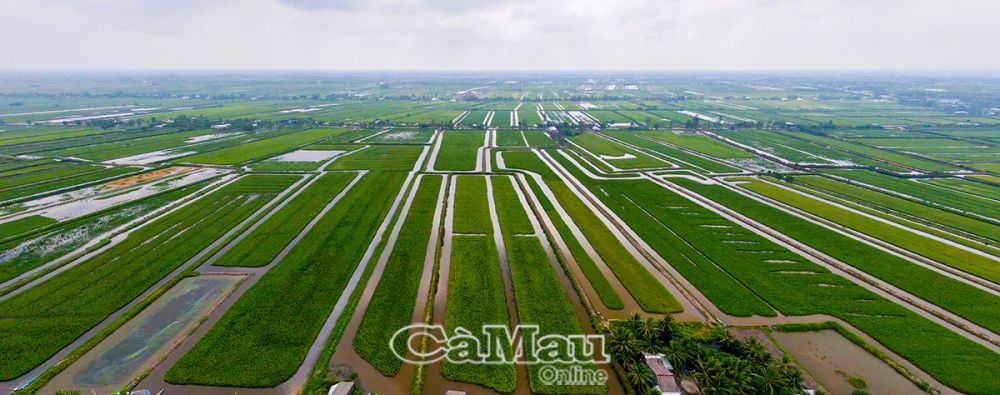 Diện tích nuôi thuỷ sản giữ ổn định khoảng 50.500 ha, trong đó nuôi tôm khoảng 50.200 ha.