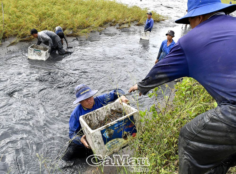 Huyện Thới Bình tiếp tục mở rộng diện tích trồng giống lúa mới có năng suất, chất lượng cao, đến năm 2024 đạt 6.203,3 ha, chiếm gần 30% diện tích lúa - tôm toàn huyện.