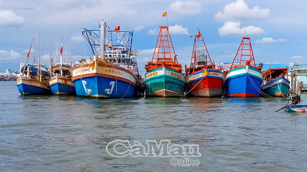 Hiện tại, nhiều ngư dân ở thị trấn Sông Ðốc không còn khả năng ra biển hoạt động, đành để phương tiện neo bờ.
