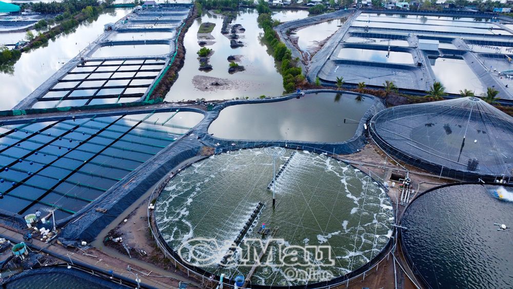 Mô hình nuôi tôm siêu thâm canh tuần hoàn ít thay nước không chỉ mang lại hiệu quả kinh tế cao mà còn bảo vệ môi trường, thích ứng với biến đổi khí hậu. 