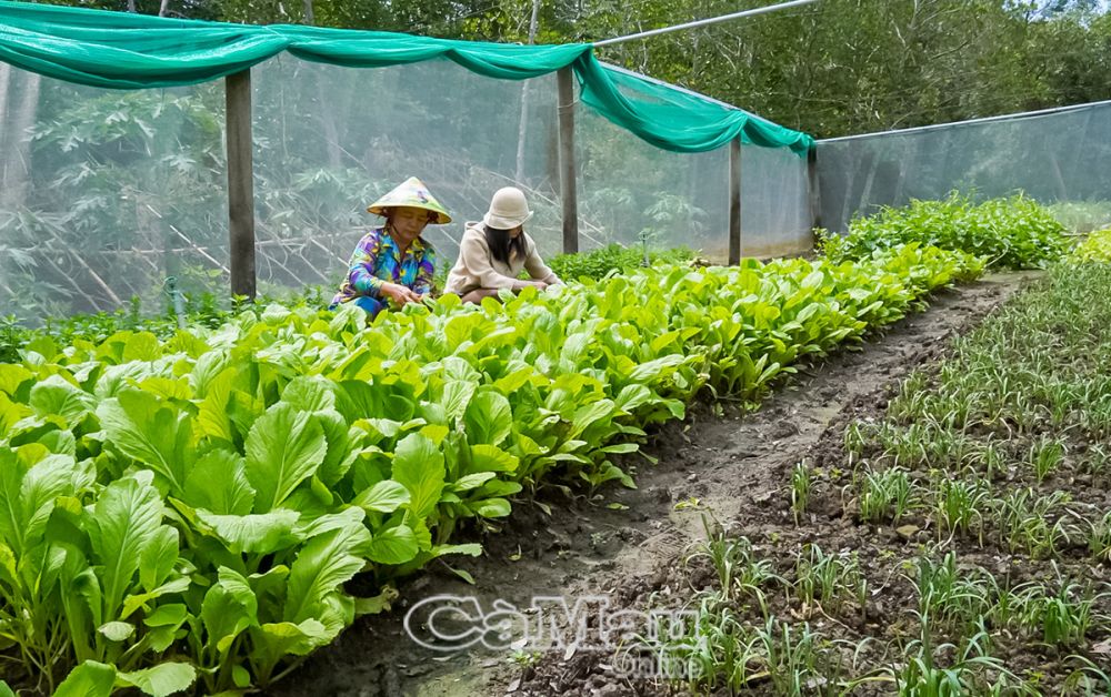 Vườn rau xanh tốt của bà Trần Thị Minh.