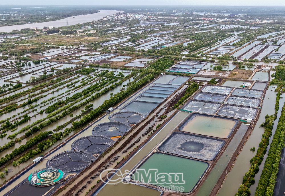 Tập trung và đẩy mạnh đầu tư, nhất là ứng dụng hiệu quả khoa học - công nghệ, để sản xuất nông nghiệp thành kinh tế nông nghiệp. (Ảnh chụp tại Khu Kinh tế Năm Căn, huyện Năm Căn).
