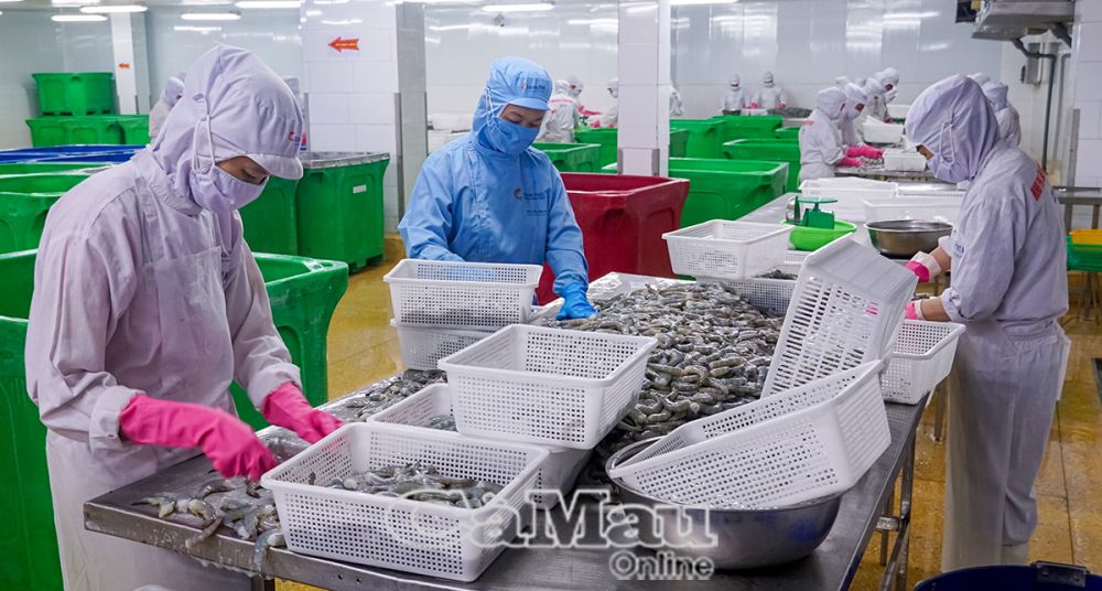 Các ngành mũi nhọn của Cà Mau như thủy sản, nông sản chế biến đều có lợi thế để đáp ứng tiêu chuẩn Halal nếu có sự đầu tư bài bản.