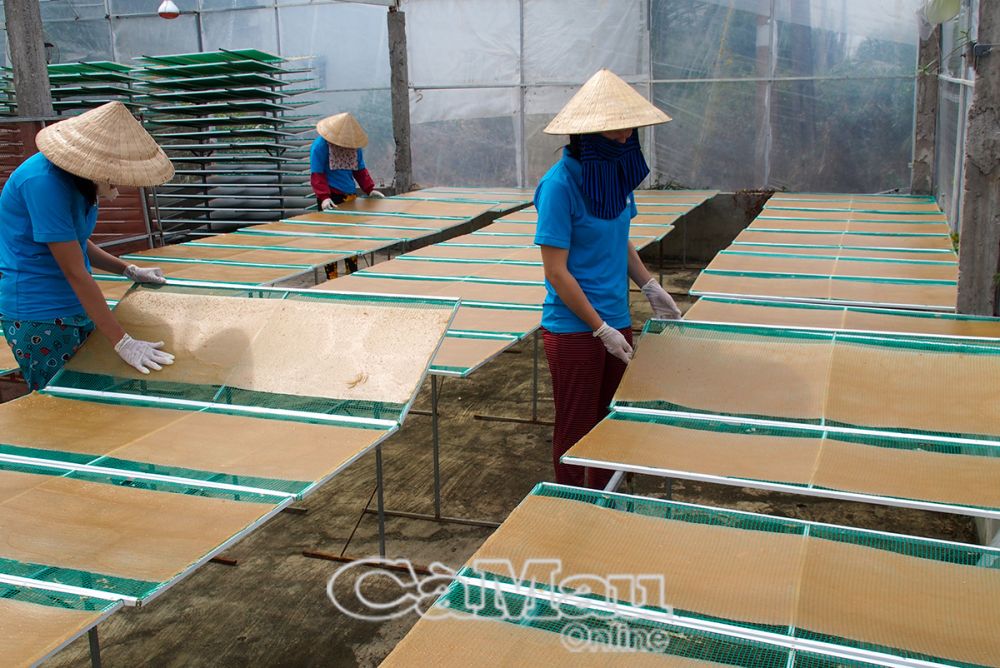Phơi bánh phồng tôm tại Công ty TNHH Sản xuất - Thương mại - Dịch vụ Kiên Cường, huyện Năm Căn.