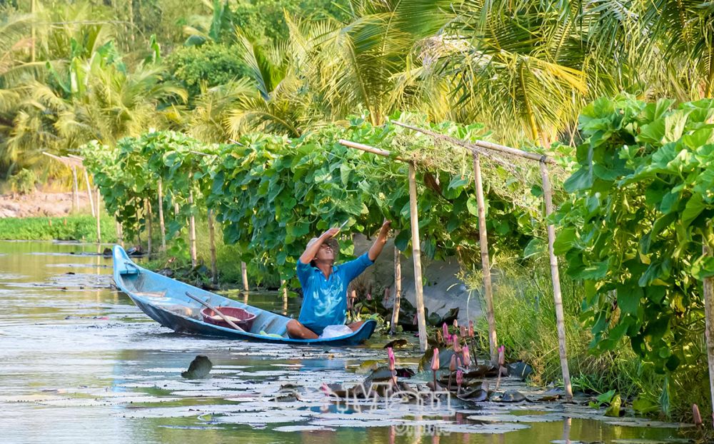 Tâm huyết bảo tồn cá đồng, anh Quách Văn Hý xung quanh trồng rẫy, bên dưới đào ao trữ nước tưới và nuôi cá đồng, trồng bông súng để tăng thêm thu nhập.