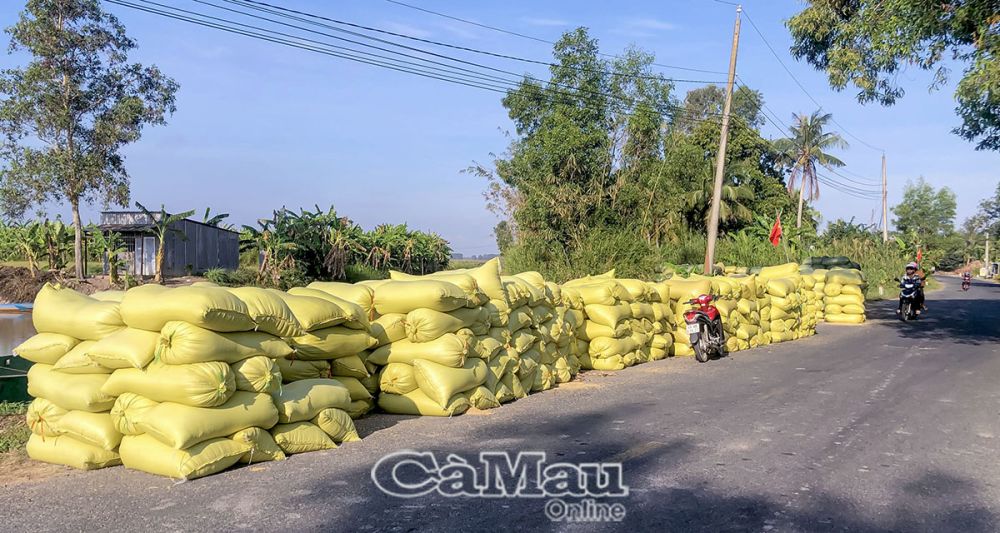 Hiện nay, người dân canh tác nhóm lúa chất lượng cao chiếm khoảng 60-65% diện tích. (Ảnh chụp ngày 20/2/2024).