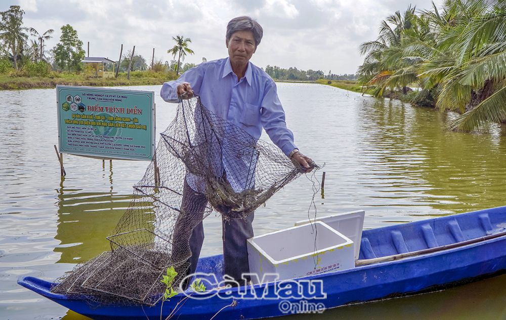 Ông Mai Văn Quốc phấn khởi với năng suất tôm sú quảng canh cải tiến 2 giai đoạn.