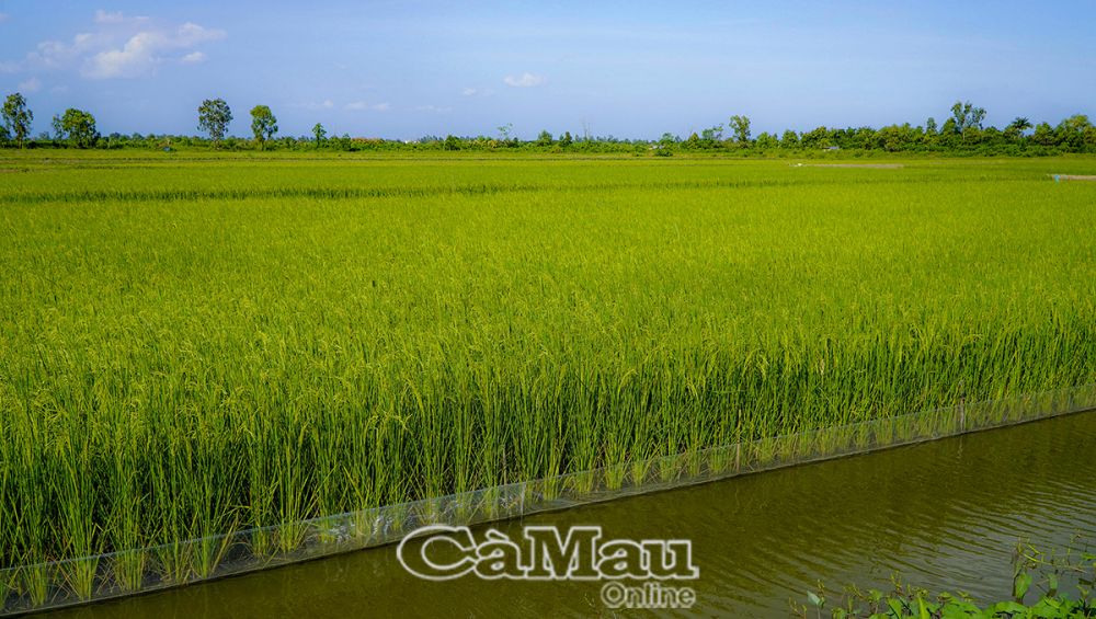 Mô hình sản xuất vụ lúa trên đất thuộc dự án.