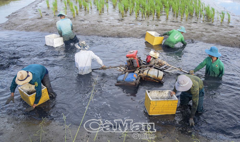 Nghiên cứu thành công nuôi tôm càng xanh trên ruộng lúa – mô hình thích ứng biến đổi khí hậu.