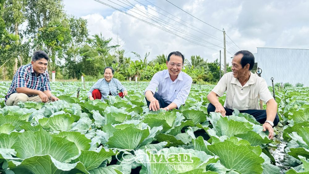 Trần Văn Thời là vùng ngọt hóa trọng điểm của tỉnh, với những cánh đồng trĩu hạt, nhiều sản vật thiên nhiên, rau màu xanh tươi, trải dài ngút tầm mắt.
