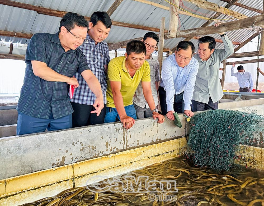 Ðồng chí Nguyễn Ðức Hiển (bìa trái), Phó bí thư Thường trực Tỉnh uỷ, cùng lãnh đạo huyện Trần Văn Thời khảo sát mô hình phát triển kinh tế, đem lại thu nhập cao cho người dân trên địa bàn xã Phong Ðiền.