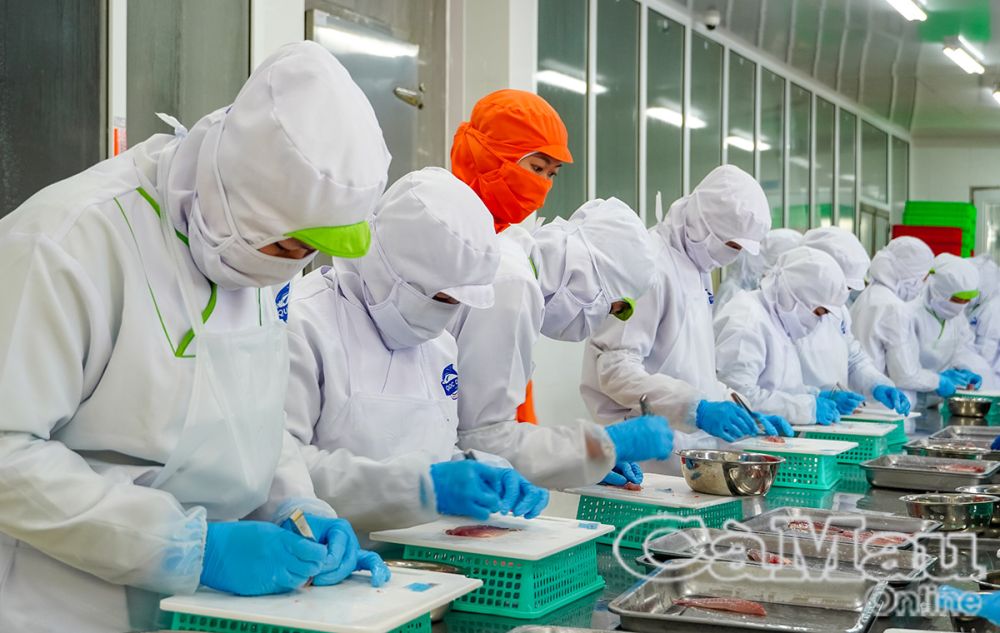 Cùng với đội tàu khai thác thuỷ sản hùng hậu, các doanh nghiệp, cơ sở chế biến thuỷ sản được đầu tư hiện đại, nâng tầm xuất khẩu quốc tế.