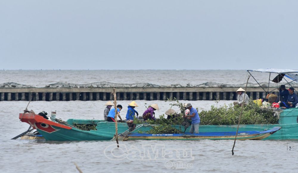 Cuối năm 2022, cây mắm ươm trong chậu được vận chuyển từ nơi khác về trồng tại khu vực vốn bị sạt lở trước đây nhằm khôi phục đai rừng phòng hộ, đoạn từ Hương Mai - Tiểu Dừa (xã Khánh Tiến, huyện U Minh).