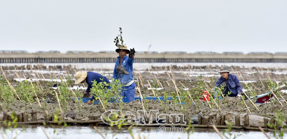 Khu vực đai rừng phòng hộ bị xoá sổ trước đó, sau thời gian bồi lắng do có tuyến kè phía bên ngoài, đã được lên khuôn, trồng cây mắm nhằm khôi phục đai rừng phòng hộ. (Ảnh chụp ngày 31/12/2022, tại Tiểu Dừa, xã Khánh Tiến, huyện U Minh)