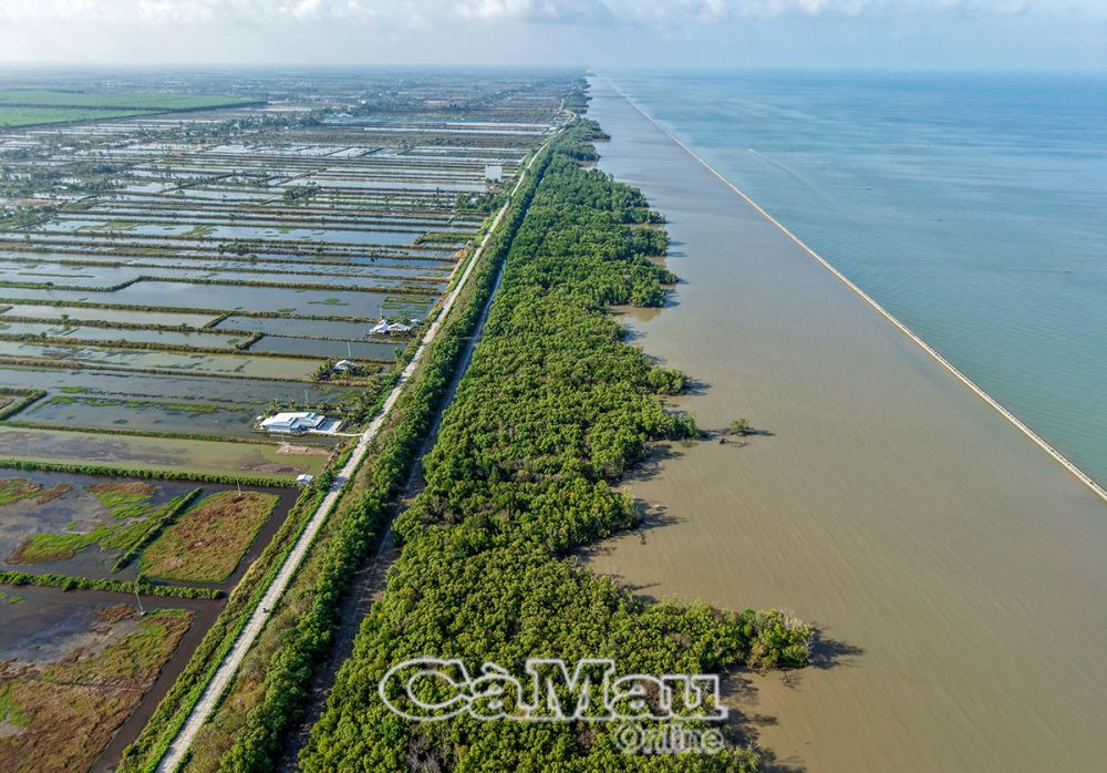 Dù là vị trí được ưu tiên và đầu tiên của tỉnh trong thực hiện giải pháp công trình, từ đê đến kè, nhưng đến nay tuyến Hương Mai - Tiểu Dừa rừng vẫn tiếp tục mất đi, gây áp lực rất lớn lên đê biển.
