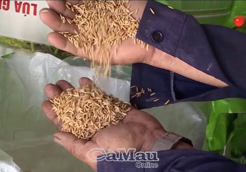 Người nông dân được hướng dẫn chọn giống lúa khá kỹ.