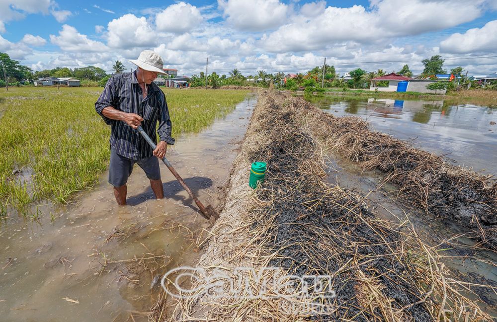 Ông Lê Thanh Mộng đắp bờ giữ nước chuẩn bị làm đất, gieo sạ.