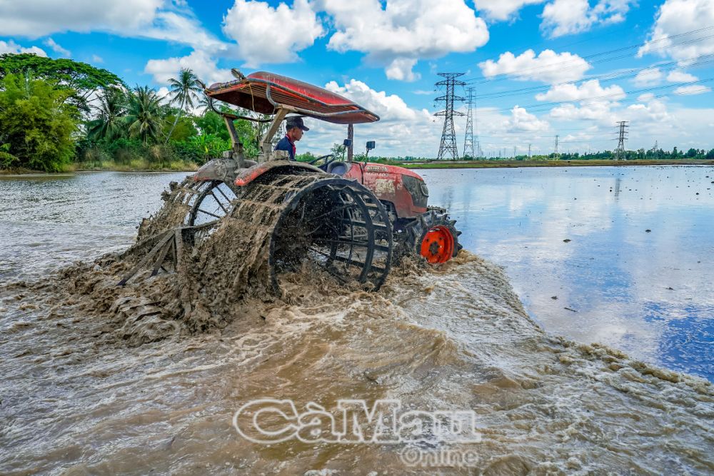 Thời điểm này, khắp nơi trên vùng làm lúa, nông dân đã trục, bừa đất cho kịp vụ hè thu.