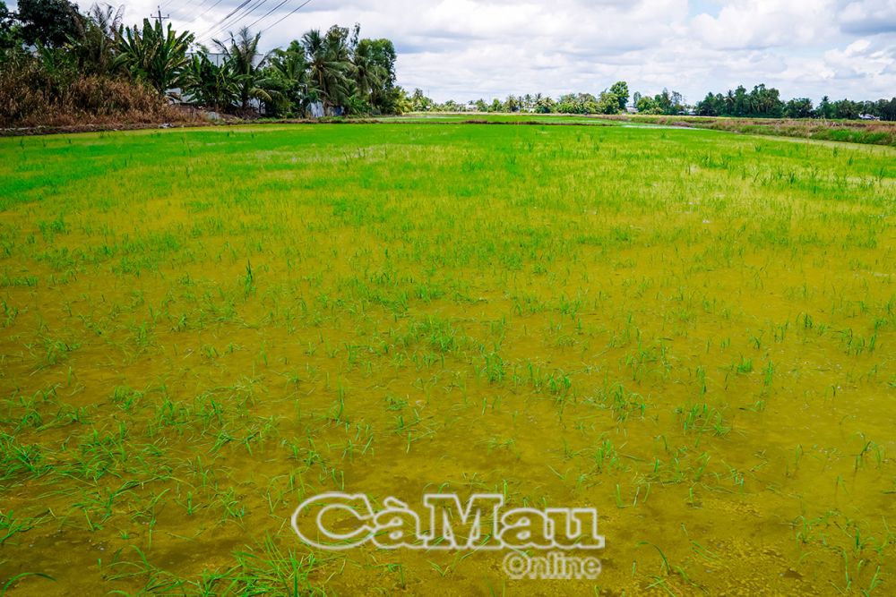 Theo khuyến cáo của ngành nông nghiệp, nông dân cần vệ sinh đồng ruộng thật kỹ, tránh tình trạng sạ khô không đúng thời điểm làm ảnh hưởng đến năng suất lúa.