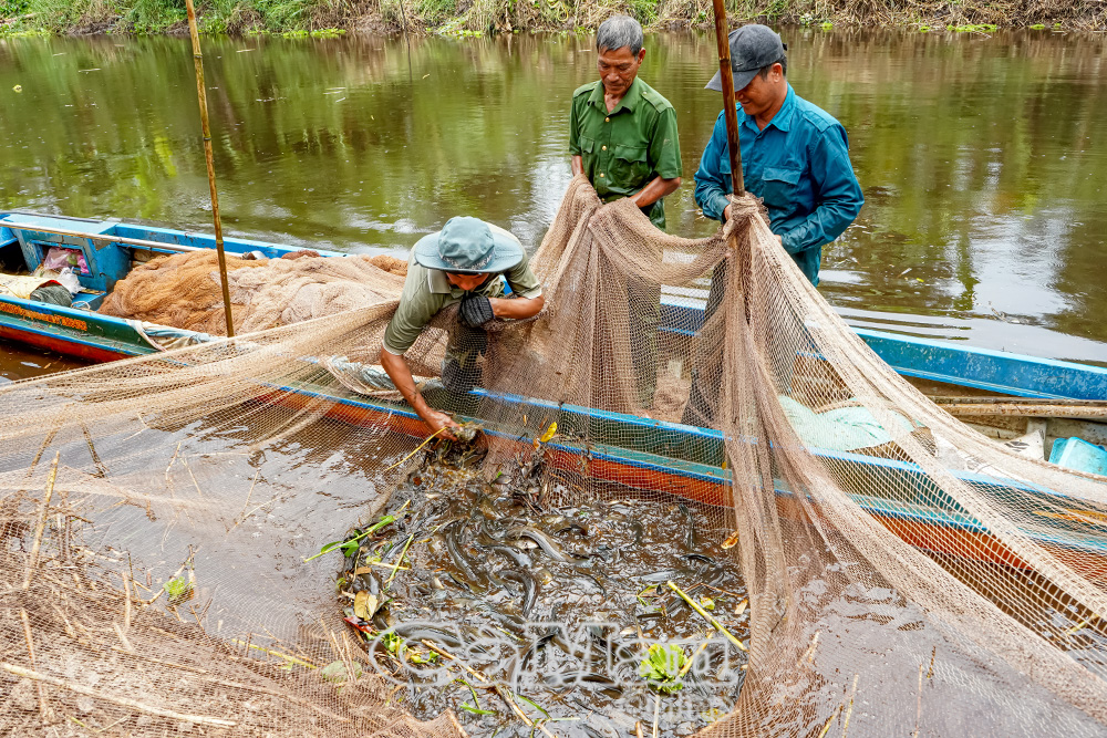 Hoạt động chụp đìa bắt cá tại Vườn Quốc gia U Minh Hạ, nét mới lạ của du lịch tỉnh.