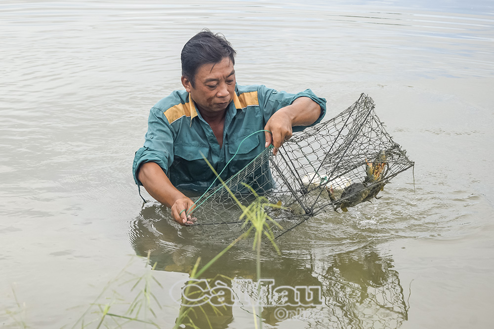 Nuôi tôm - cua kết hợp đang là hướng đi bền vững tại nhiều địa phương.