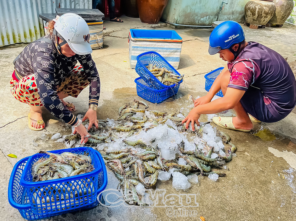 Mô hình này mang lại hiệu quả gấp hai, ba lần so với hình thức nuôi truyền thống. (Trong ảnh: Tôm được ướp đông sau khi thu hoạch).